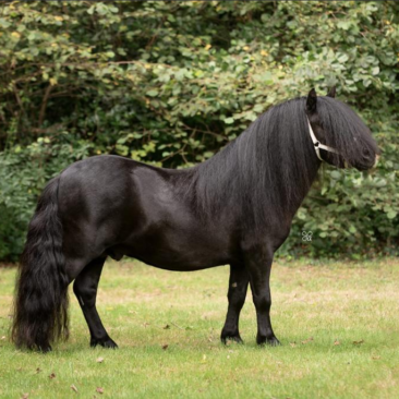 L.A. van stal polderzicht