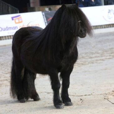 218 LA v St Polderzicht B40I7041 b_429x600