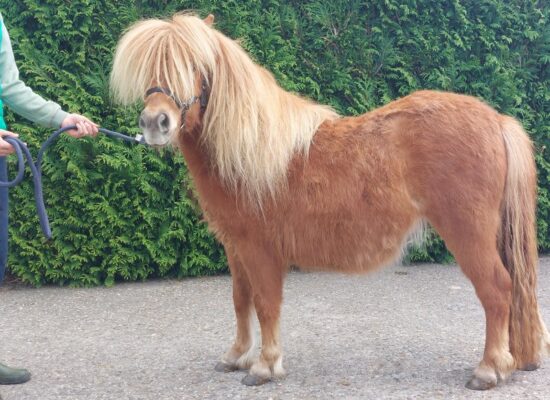 senna stand 2_800x600