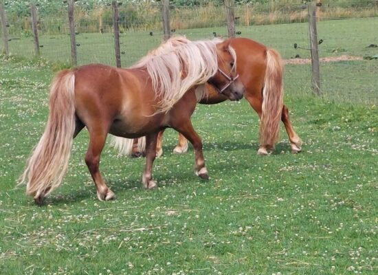 spike zomer 2_800x600