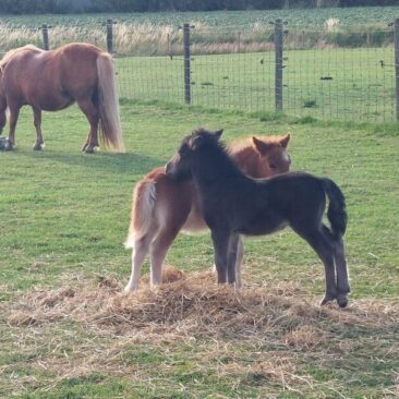 twee veulens_800x600